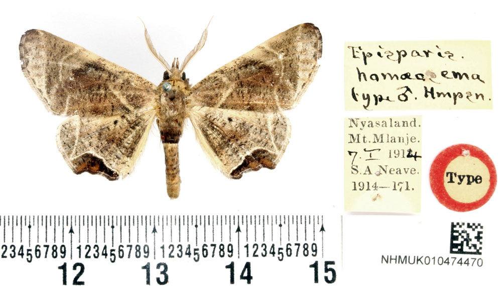 /filer/webapps/moths/media/images/H/homoeosema_Episparis_HT_BMNH.jpg