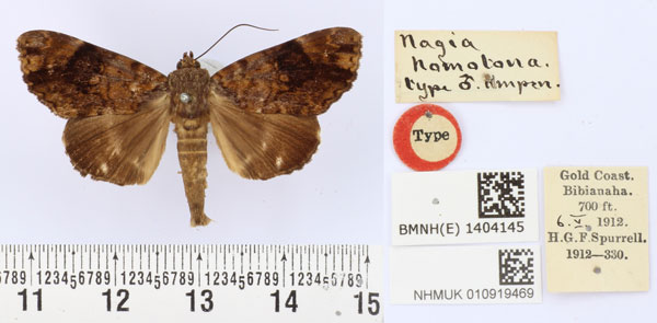 /filer/webapps/moths/media/images/H/homotona_Nagia_HT_BMNH.jpg
