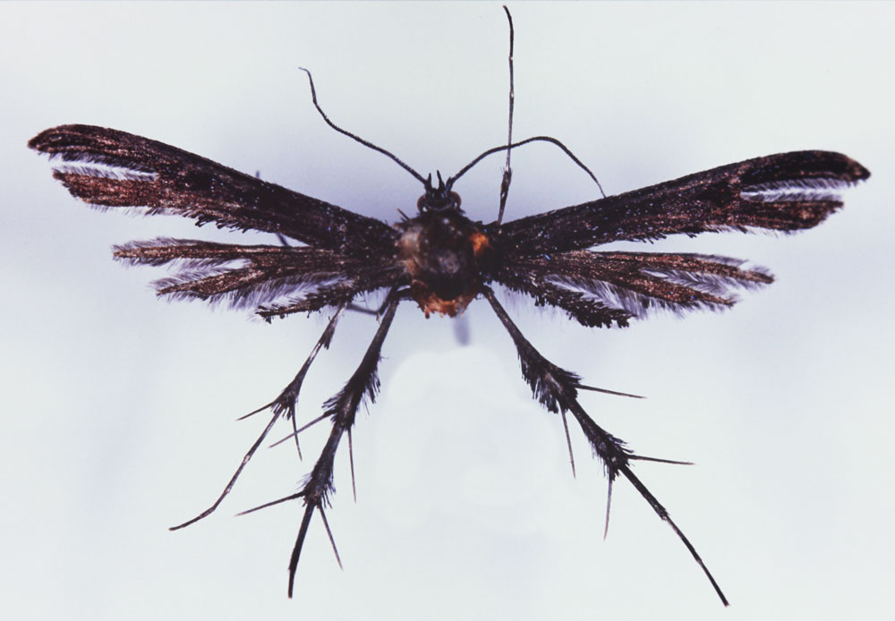 /filer/webapps/moths/media/images/H/horribilis_Cnaemidophorus_HT_BMNH.jpg