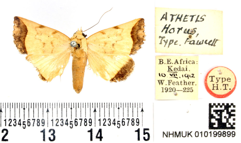 /filer/webapps/moths/media/images/H/horus_Athetis_HT_BMNH.jpg