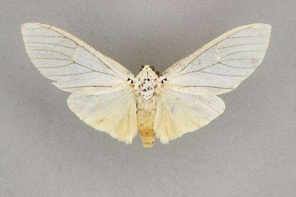 /filer/webapps/moths/media/images/H/howardi_Amerila_HT_BMNH.jpg
