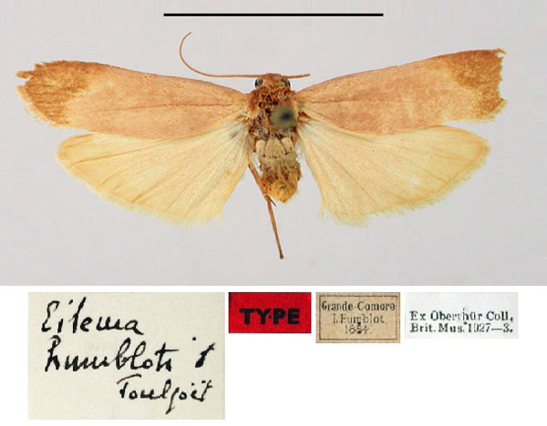 /filer/webapps/moths/media/images/H/humbloti_Eilema_HT_BMNH.jpg