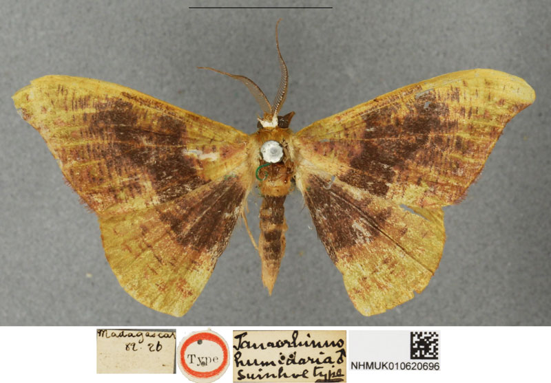 /filer/webapps/moths/media/images/H/humidaria_Hypocoela_STM_BMNH.jpg