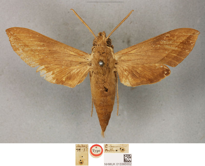 /filer/webapps/moths/media/images/H/humilis_Chaerocampa_HT_BMNH.jpg