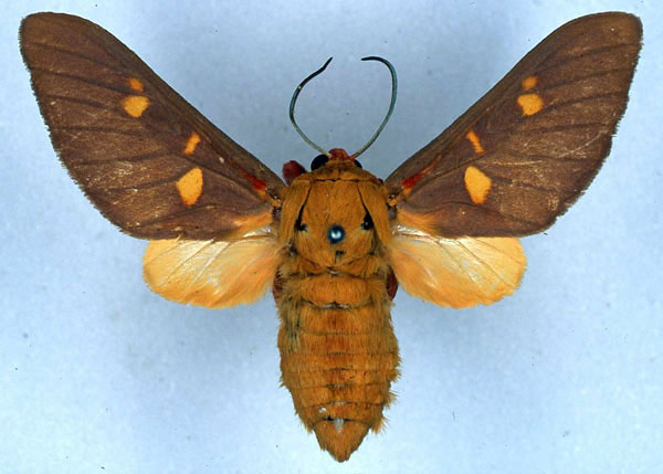 /filer/webapps/moths/media/images/H/humphreyi_Balacra_HT_BMNH_01.jpg
