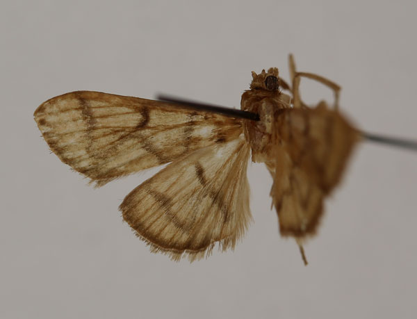 /filer/webapps/moths/media/images/H/hyalescens_Syllepte_HT_BMNH.jpg