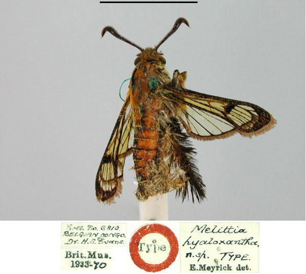 /filer/webapps/moths/media/images/H/hyaloxantha_Melittia_HT_BMNH.jpg