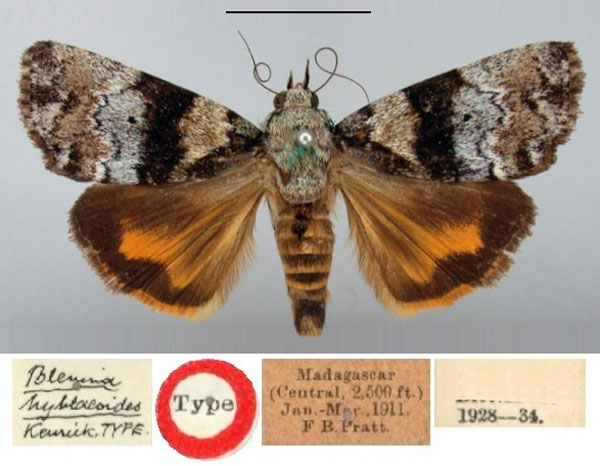 /filer/webapps/moths/media/images/H/hyblaeoides_Blenina_HT_BMNH.jpg