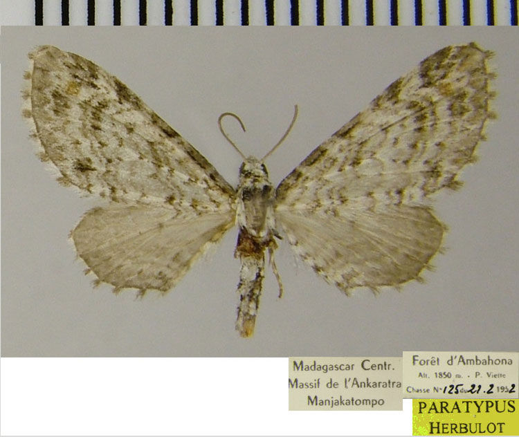 /filer/webapps/moths/media/images/H/hydrargyrea_Eupithecia_PTF_ZSM.jpg