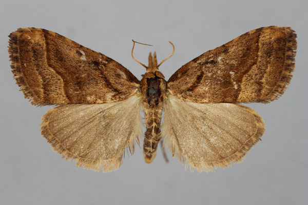/filer/webapps/moths/media/images/H/hypenoides_Meganola_HT_BMNH.jpg