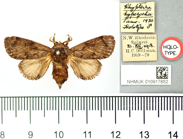 /filer/webapps/moths/media/images/H/hyperocha_Rhypteira_HT_BMNH.jpg