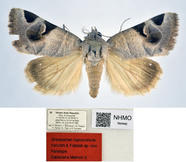 /filer/webapps/moths/media/images/H/hypocornuta_Brevipecten_PT_NHMO.jpg