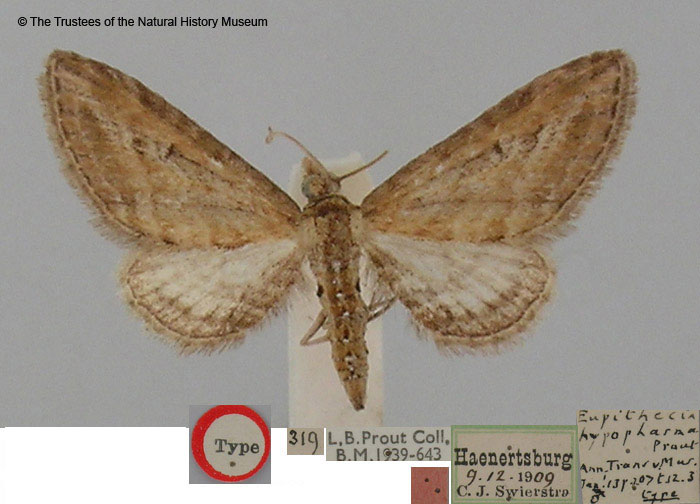 /filer/webapps/moths/media/images/H/hypophasma_Eupithecia_HT_BMNH.jpg
