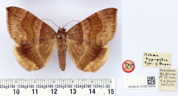 /filer/webapps/moths/media/images/H/hypopolia_Achaea_HT_BMNH.jpg
