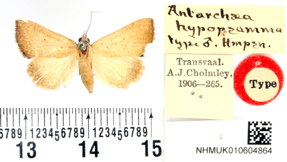 /filer/webapps/moths/media/images/H/hypopsamma_Antarchaea_HT_BMNH.jpg