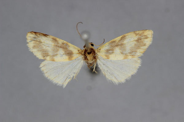 /filer/webapps/moths/media/images/H/hyporhoda_Afrasura_HT_BMNH.jpg