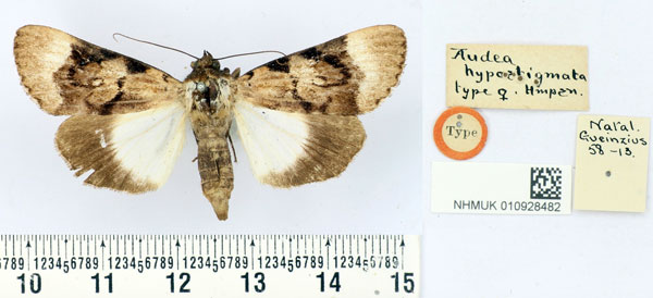 /filer/webapps/moths/media/images/H/hypostigmata_Audea_HT_BMNH.jpg