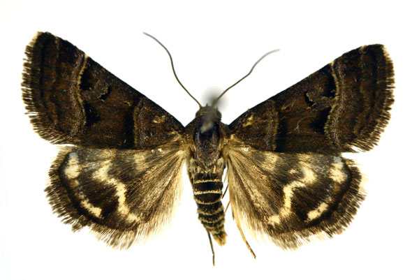 /filer/webapps/moths/media/images/H/hypotaenia_Eulocastra_A_NHMO.jpg