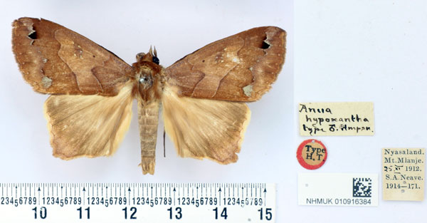 /filer/webapps/moths/media/images/H/hypoxantha_Anua_HT_BMNH.jpg