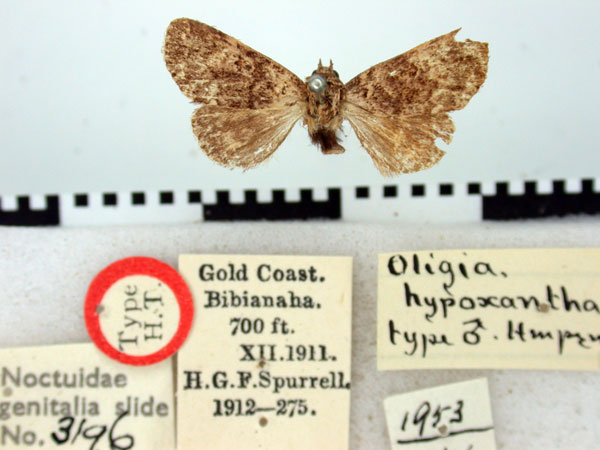 /filer/webapps/moths/media/images/H/hypoxantha_Oligia_HT_BMNH.jpg