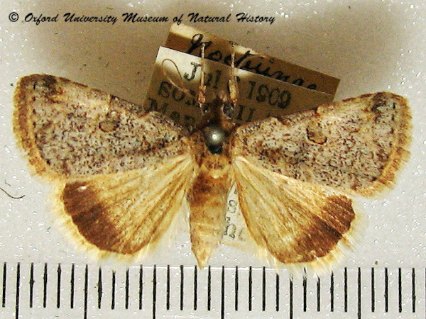 /filer/webapps/moths/media/images/H/hypoxantha_Plecoptera_A_OUMNH_01.jpg