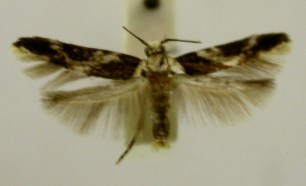 /filer/webapps/moths/media/images/H/hyptiota_Strenophila_ST481_TMSA_01.jpg