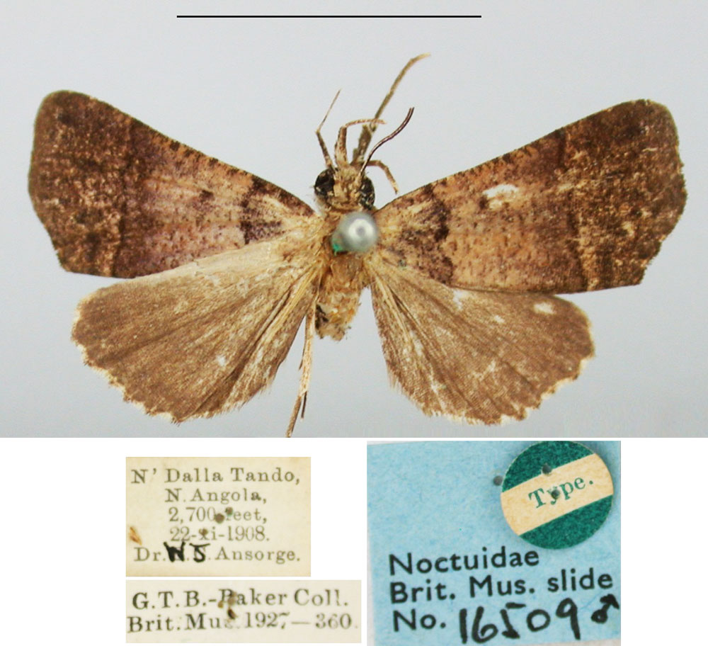 /filer/webapps/moths/media/images/I/icelomorpha_Catada_HT_BMNH.jpg
