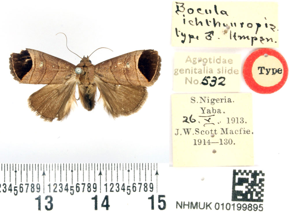 /filer/webapps/moths/media/images/I/ichthyuropis_Bocula_HT_BMNH.jpg