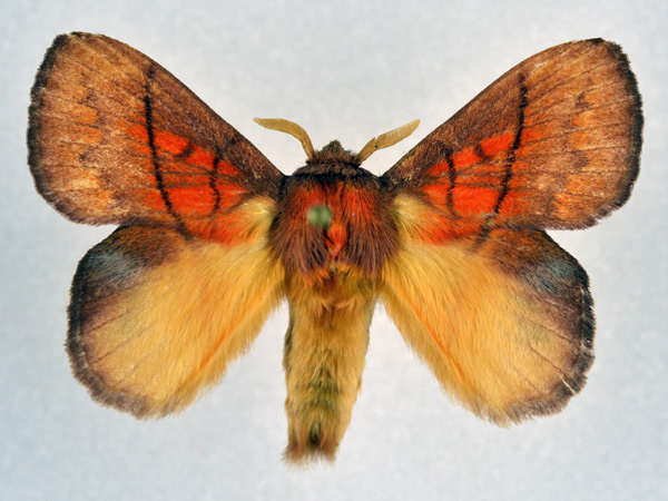 /filer/webapps/moths/media/images/I/igneotincta_Trichopisthia_AM_NHMO.jpg