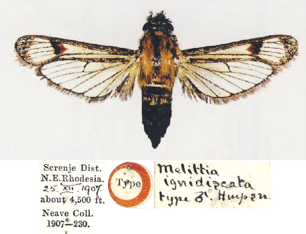 /filer/webapps/moths/media/images/I/ignidiscata_Melittia_HT_BMNH.jpg