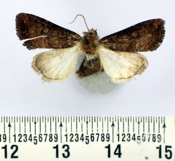 /filer/webapps/moths/media/images/I/ikondae_Dicerogastra_AM_BMNH.jpg