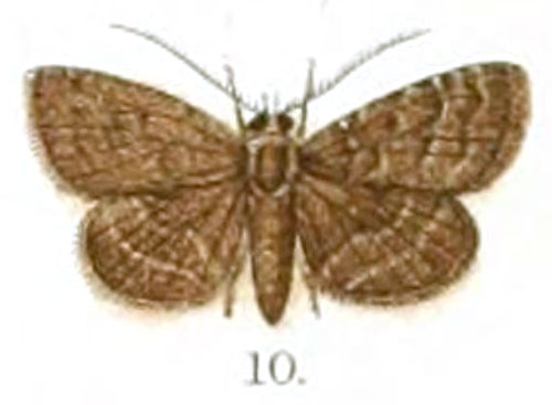 /filer/webapps/moths/media/images/I/illattioides_Lobocheilos_HT_Hampson_148-10.jpg
