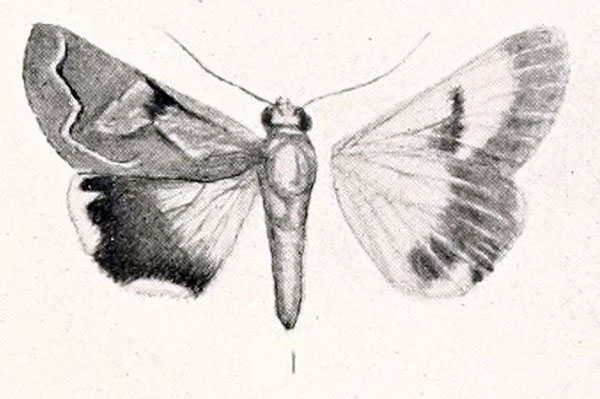 /filer/webapps/moths/media/images/I/illustrata_Cerocala_HT_Holland.jpg