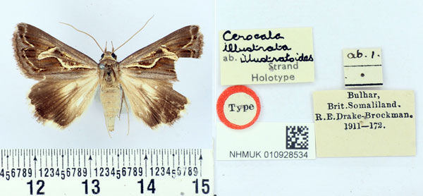 /filer/webapps/moths/media/images/I/illustratoides_Cerocala_HT_BMNH.jpg