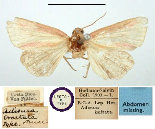 /filer/webapps/moths/media/images/I/imitata_Adisura_LT_BMNH.jpg