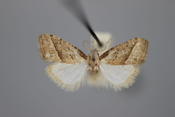 /filer/webapps/moths/media/images/I/imitata_Nola_PT_BMNH.jpg