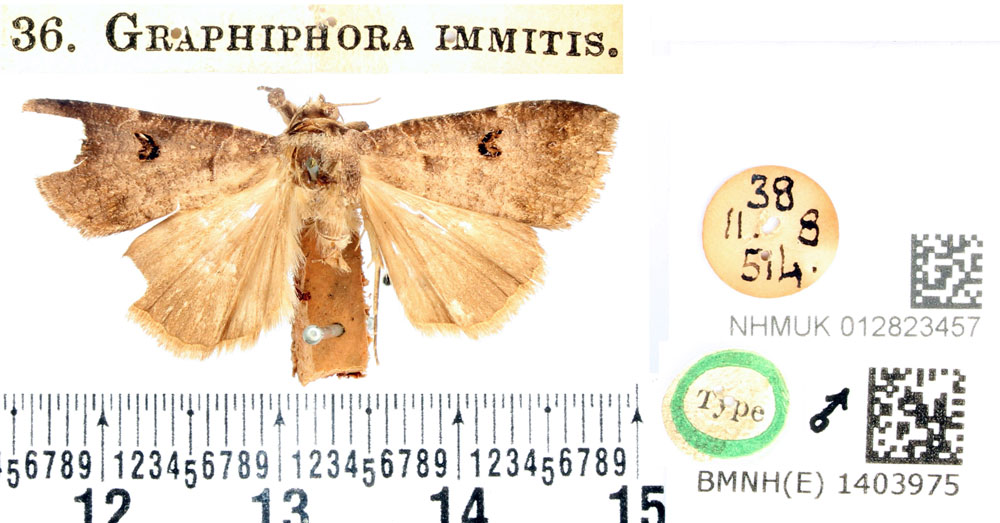/filer/webapps/moths/media/images/I/immitis_Graphiphora_HT_BMNH.jpg