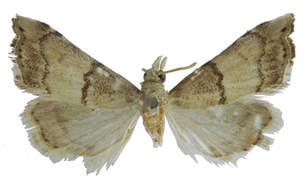 /filer/webapps/moths/media/images/I/impar_Ptychopseustis_A_BMNH.jpg