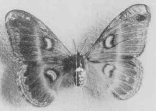 /filer/webapps/moths/media/images/I/imperator_Drepanoptera_HT_NMKK.jpg