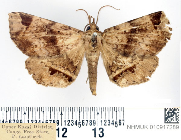 /filer/webapps/moths/media/images/I/imperatrix_Mecodina_AM_BMNH_02.jpg