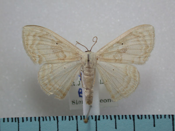 /filer/webapps/moths/media/images/I/impunctulata_Somatina_A_Revell.jpg