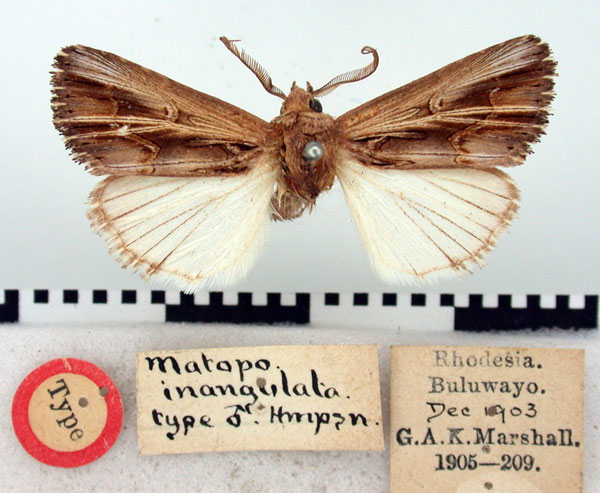 /filer/webapps/moths/media/images/I/inangulata_Matopo_HT_BMNH.jpg