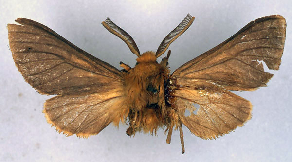/filer/webapps/moths/media/images/I/incensa_Automolis_HT_BMNH_01.jpg