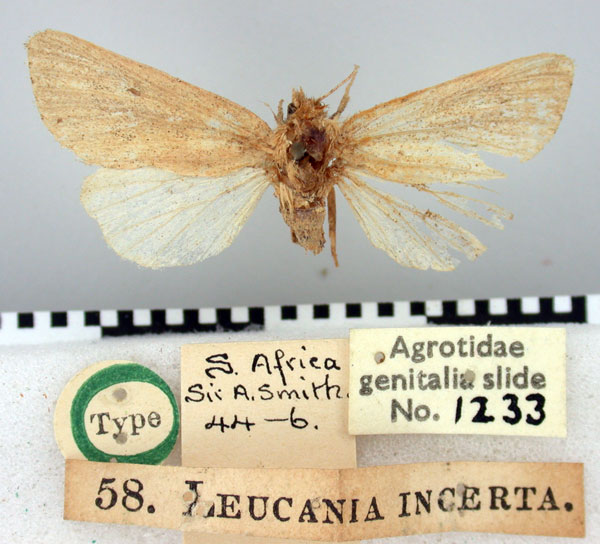 /filer/webapps/moths/media/images/I/incerta_Leucania_HT_BMNH.jpg