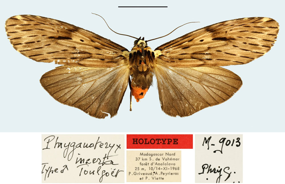 /filer/webapps/moths/media/images/I/incerta_Phryganopteryx_HT_MNHN.jpg