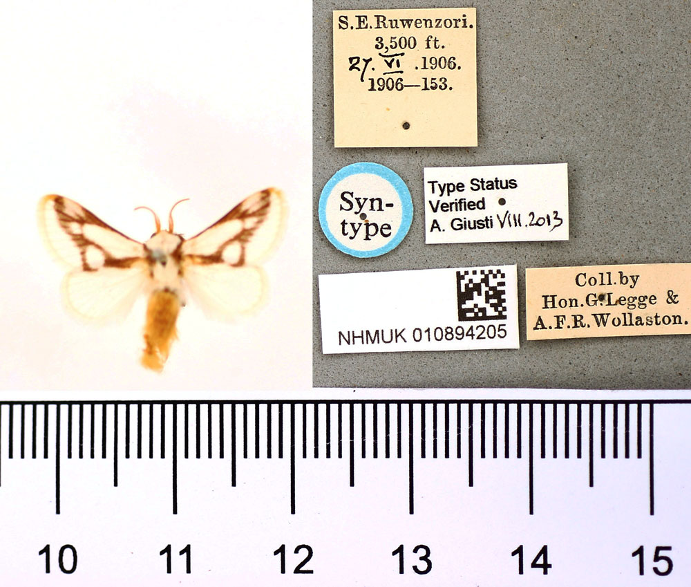 /filer/webapps/moths/media/images/I/incincta_Apluda_HT_BMNH.jpg