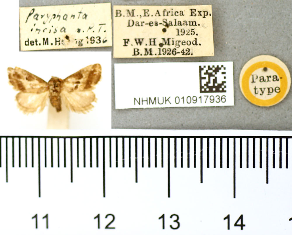 /filer/webapps/moths/media/images/I/incisa_Paryphanta_PT_BMNH.jpg