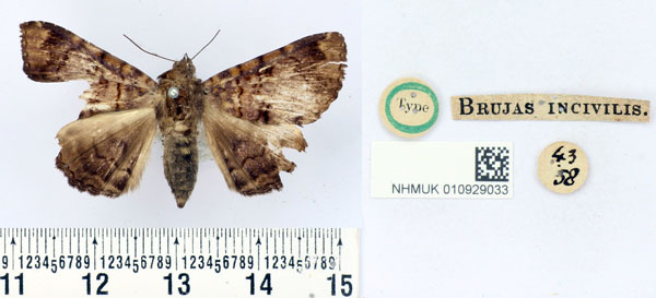 /filer/webapps/moths/media/images/I/incivilis_Brujas_HT_BMNH.jpg