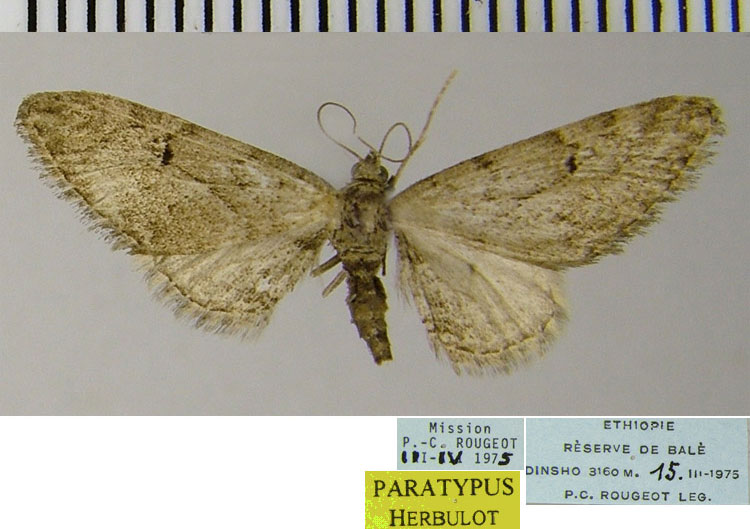 /filer/webapps/moths/media/images/I/incommoda_Eupithecia_PTF_ZSM.jpg