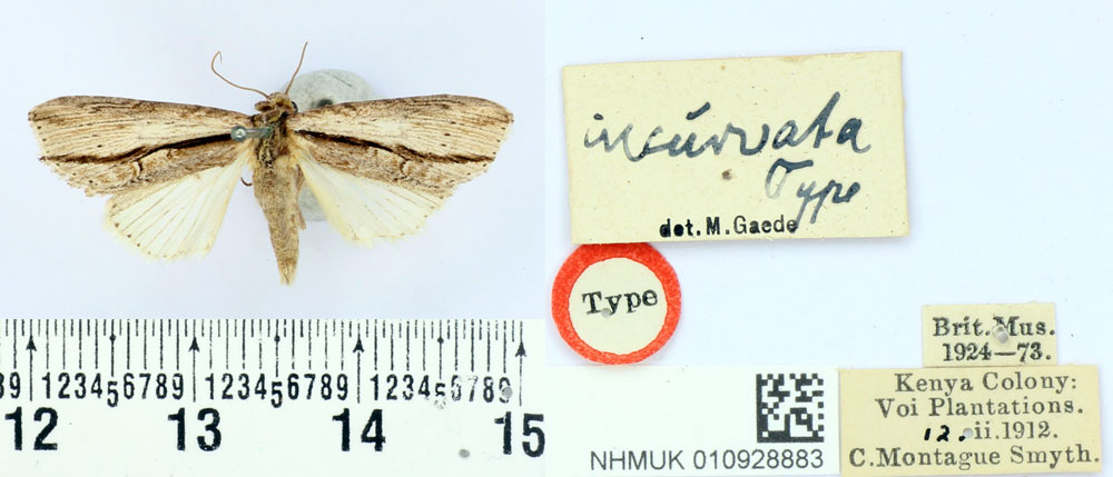 /filer/webapps/moths/media/images/I/incurvata_Crionica_HT_BMNH.jpg